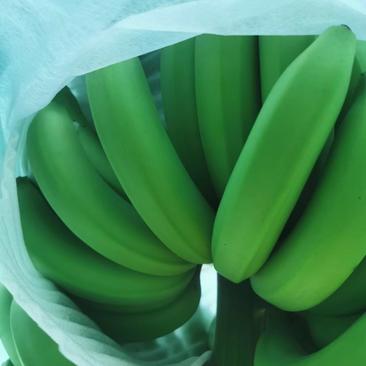 香蕉产地直销批发适合美团多多团购电商市场商超果