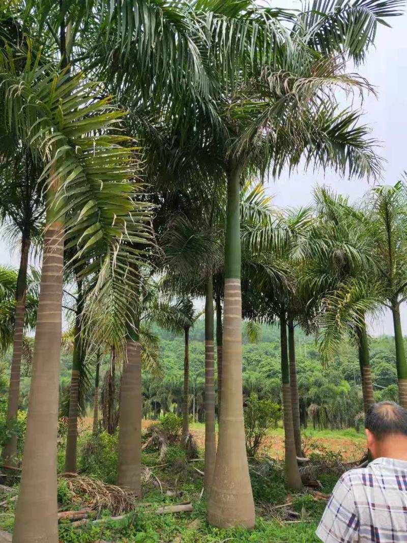 大王椰子树杆高4米自然高度7米大王椰子（大王棕）