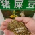 猪屎豆种子太阳麻种子椭圆叶猪屎豆三圆叶牧草护坡