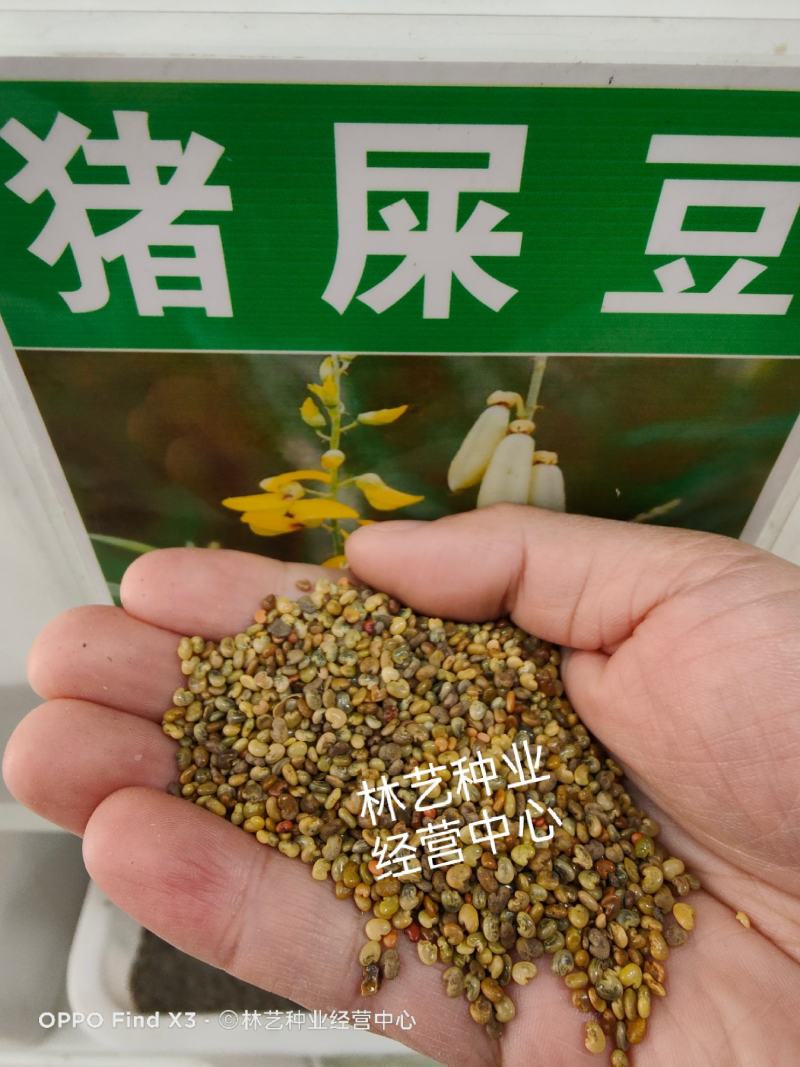 猪屎豆种子太阳麻种子椭圆叶猪屎豆三圆叶牧草护坡