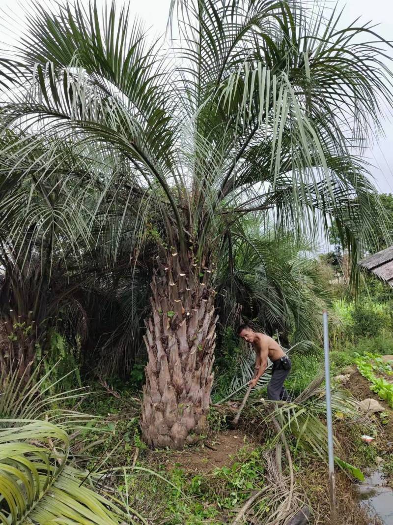 杆高2米自然高度4米江苏布迪椰子价格