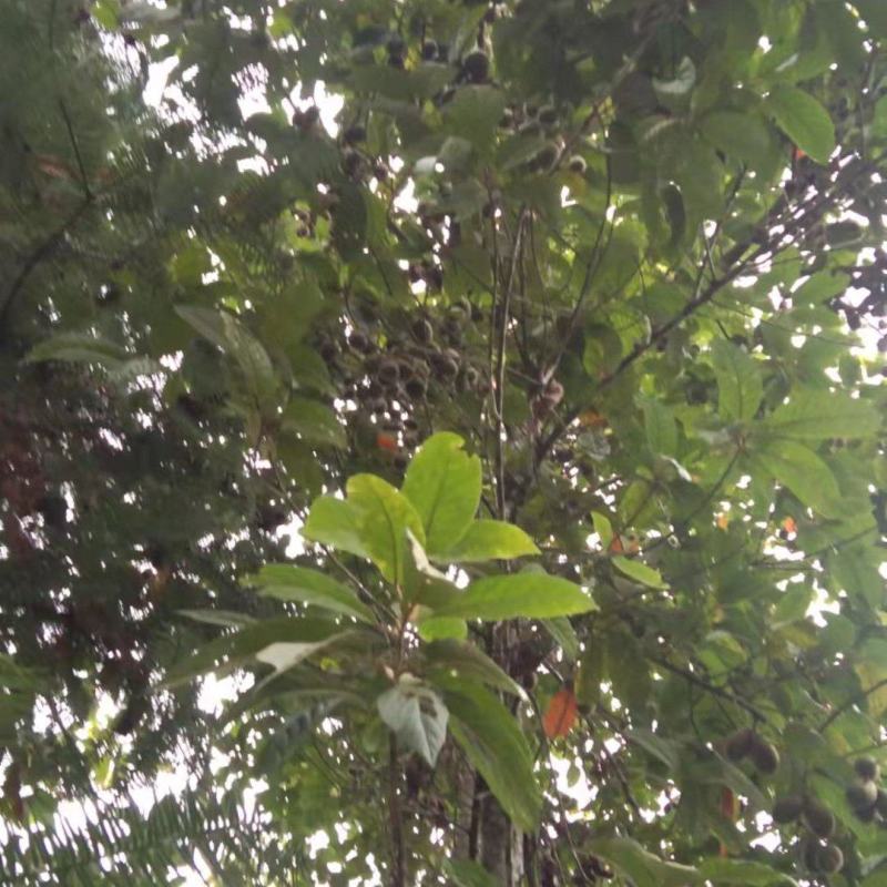 克地佬中国云南特有可当水果药用食用。现有大量鲜货欢迎下单
