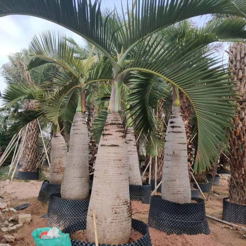 酒瓶椰子树杆高2米自然高度2.5米酒瓶椰子价格