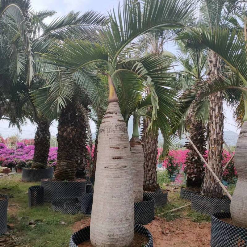 酒瓶椰子树杆高2米自然高度2.5米酒瓶椰子价格
