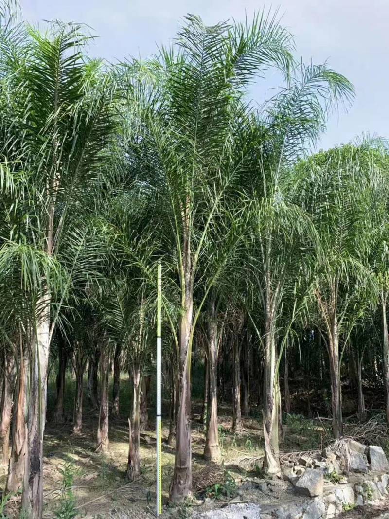 杆高4米自然高度6.5米皇后葵树（金山葵）棕榈树椰