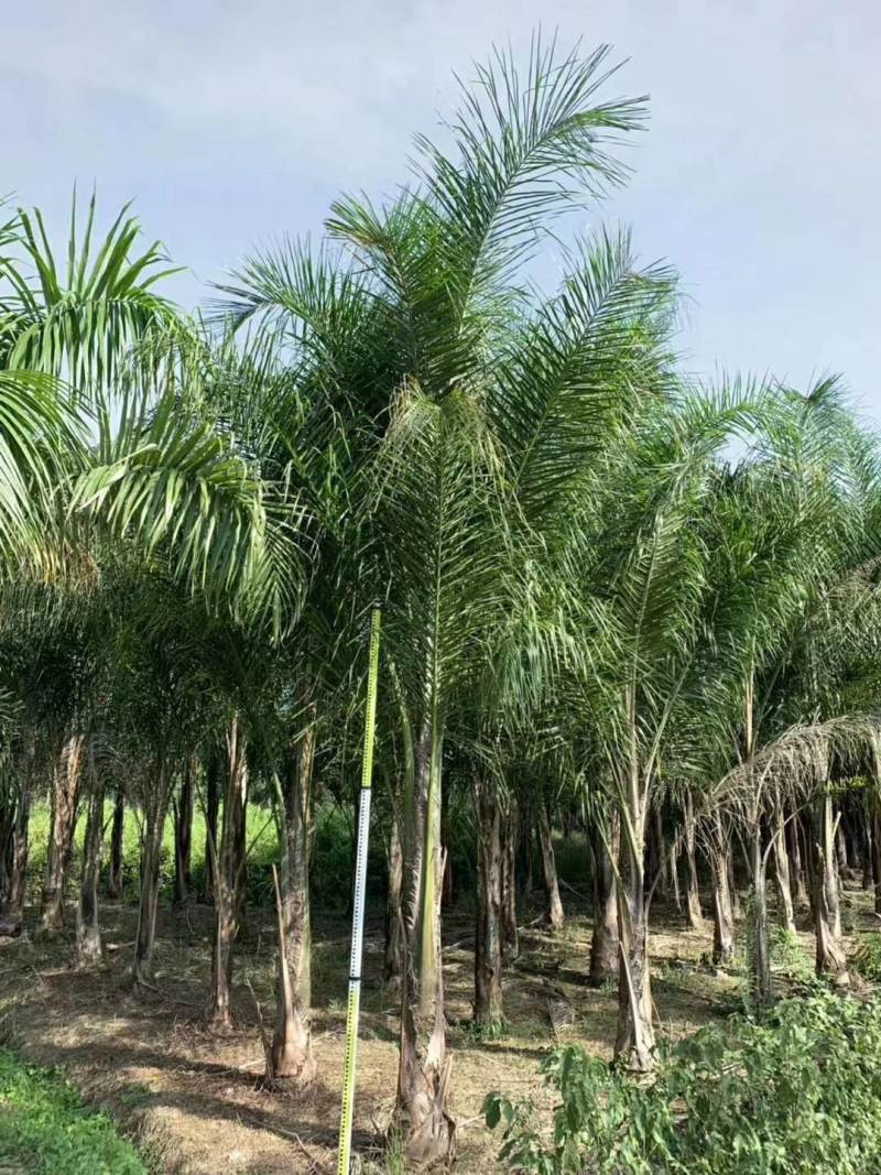 杆高4米自然高度6.5米皇后葵树（金山葵）棕榈树椰
