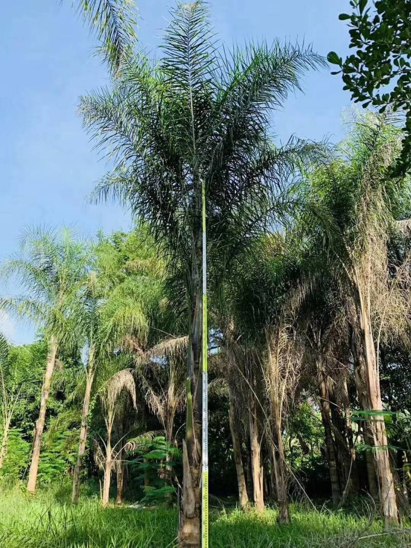 杆高4米自然高度6.5米皇后葵树（金山葵）棕榈树椰