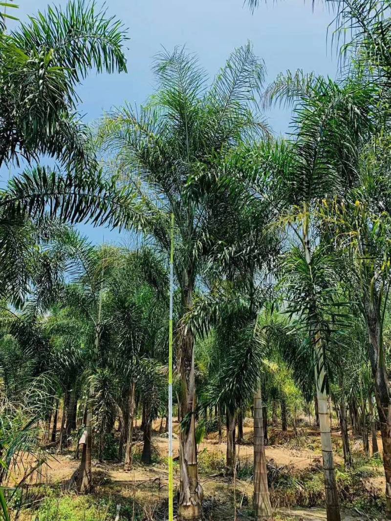 杆高4米自然高度6.5米皇后葵树（金山葵）棕榈树椰