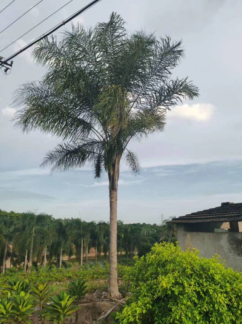 杆高4米自然高度6.5米皇后葵树（金山葵）棕榈树椰