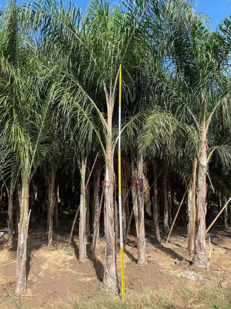 杆高4米自然高度6.5米皇后葵树（金山葵）棕榈树椰