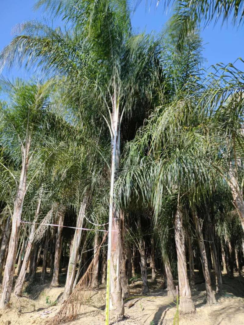 杆高4米自然高度6.5米皇后葵树（金山葵）棕榈树椰