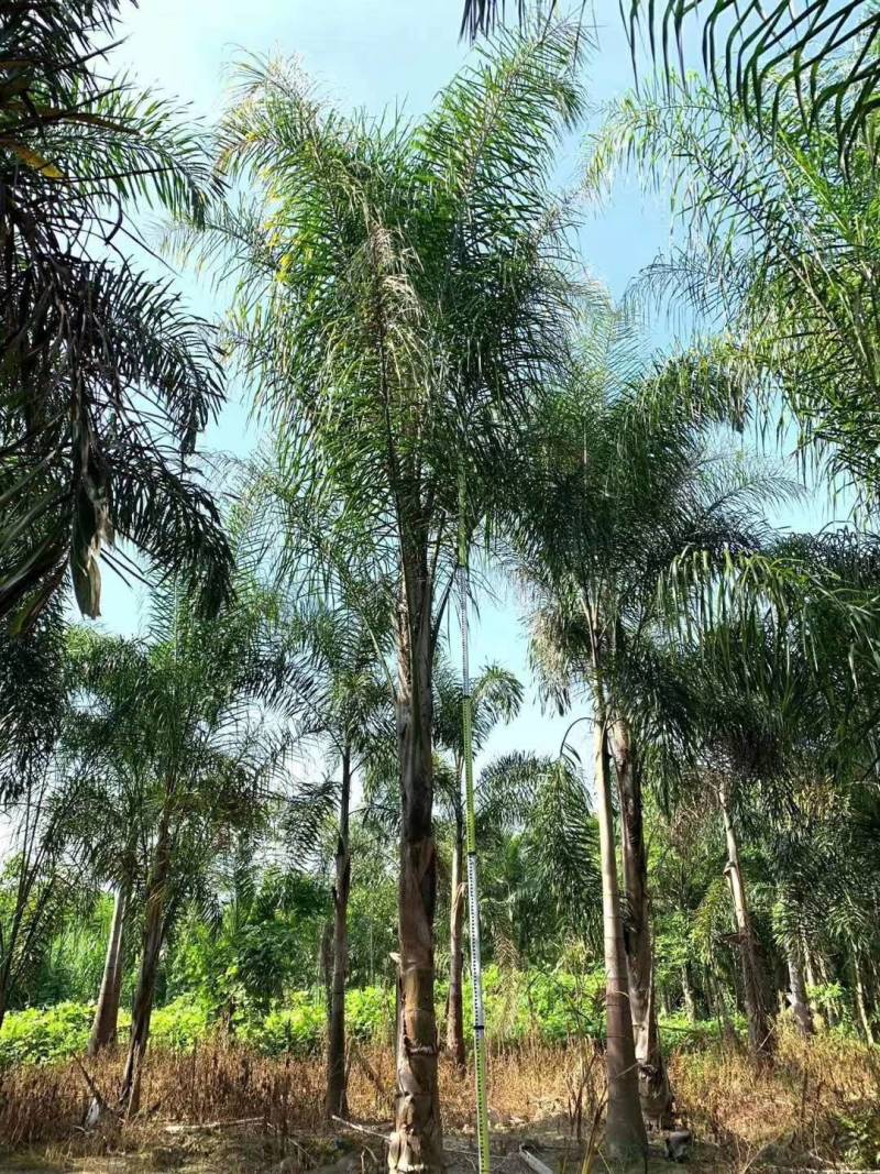 杆高4米自然高度6.5米皇后葵树（金山葵）棕榈树椰