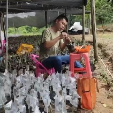 正中广东茂名电白椅南树苗旺旺的一种下去，就活了杠杠的。