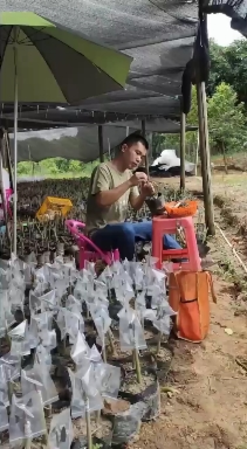 正中广东茂名电白椅南树苗旺旺的一种下去，就活了杠杠的。