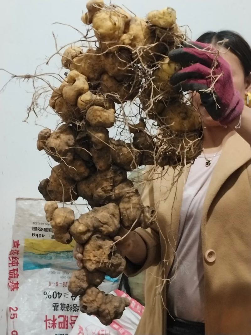 黄精苗四川甜黄精种苗鸡头黄精苗姜型黄精种苗顺丰包邮