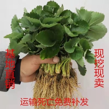 丹东九九草莓苗红颜草莓苗，春季总苗繁殖销售，