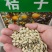 新采优质桔子种子橘子种子柑橘种子红橘种子果树种子