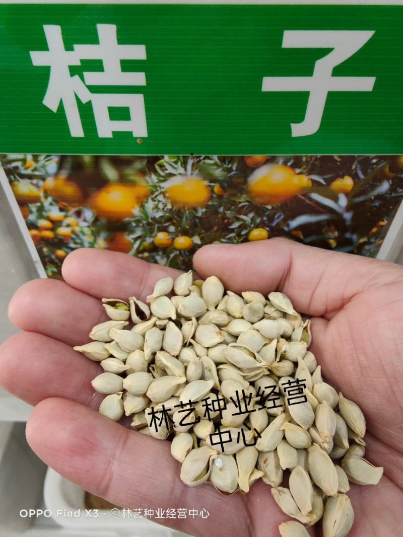 新采优质桔子种子橘子种子柑橘种子红橘种子果树种子