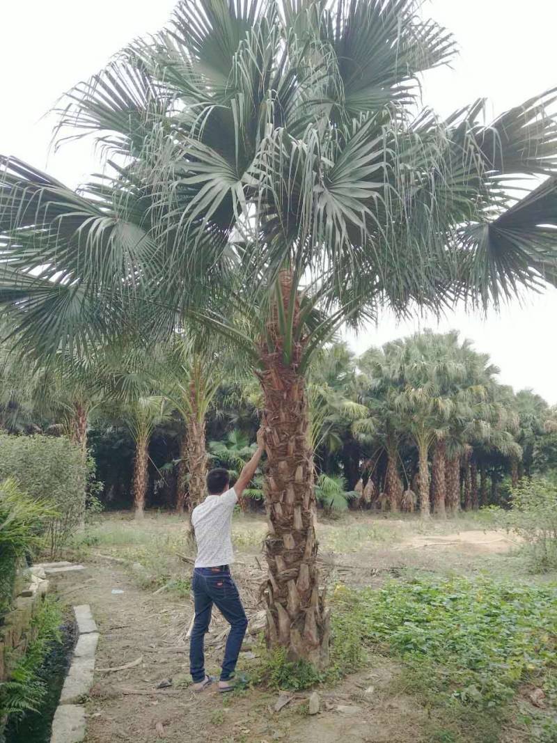 杆高3米自然高度6米蒲葵树苗价格高干蒲葵