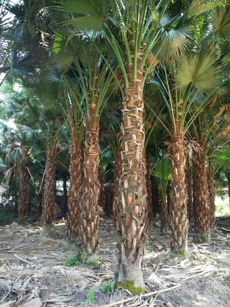 杆高3米自然高度6米蒲葵树苗价格高干蒲葵