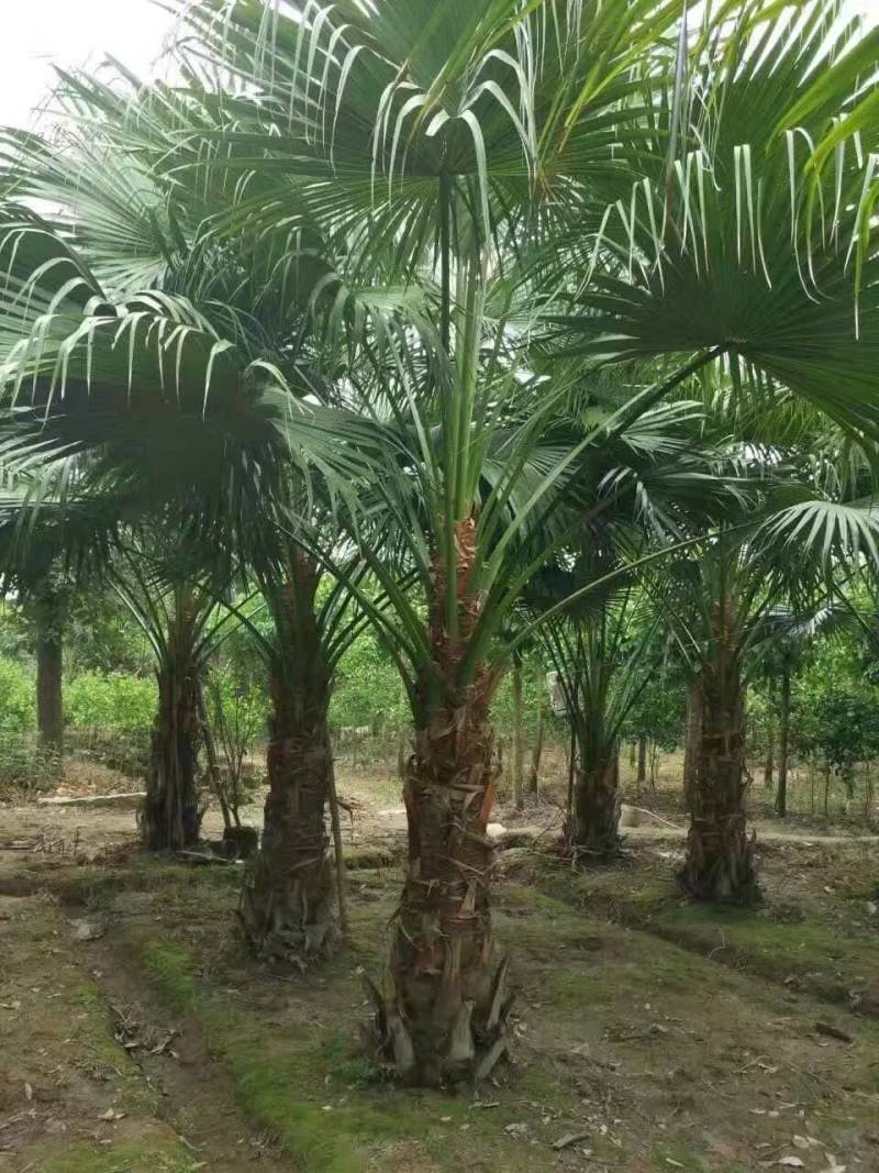 杆高3米自然高度6米蒲葵树苗价格高干蒲葵