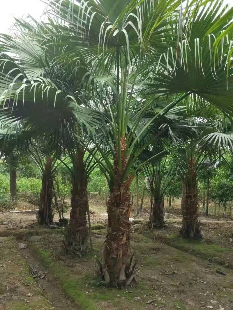 杆高3米自然高度6米蒲葵树苗价格高干蒲葵