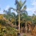 杆高4米自然高度6米假槟榔价格漳州槟榔树