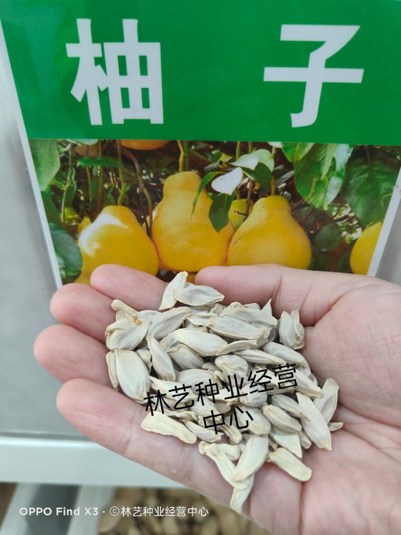 柚子种子红心柚种子沙田柚种子高产柚子种子红心柚苗