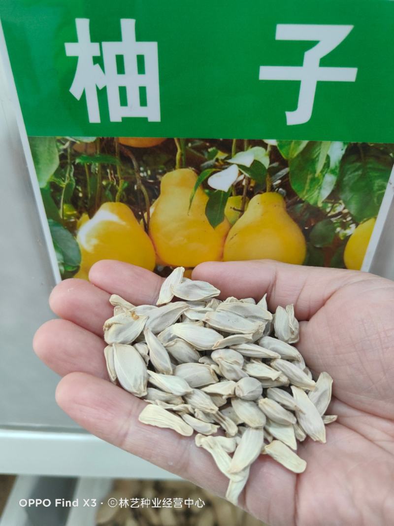 柚子种子红心柚种子沙田柚种子高产柚子种子红心柚苗