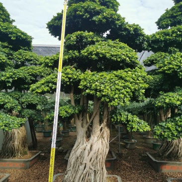 造型景观小叶榕桩头高度2.5米造型小叶榕盆景桩
