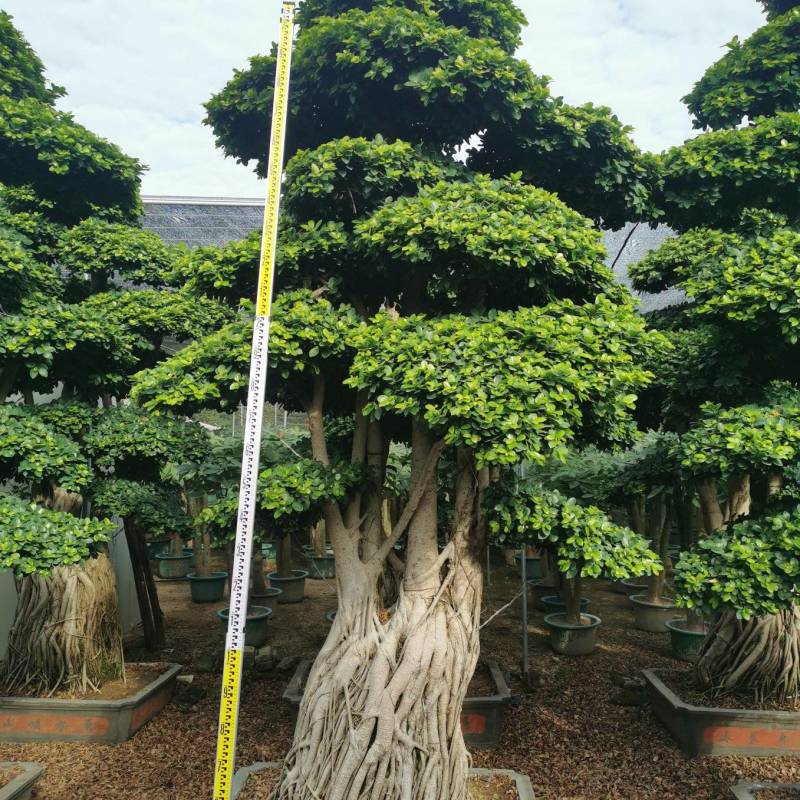 造型景观小叶榕桩头高度2.5米造型小叶榕盆景桩