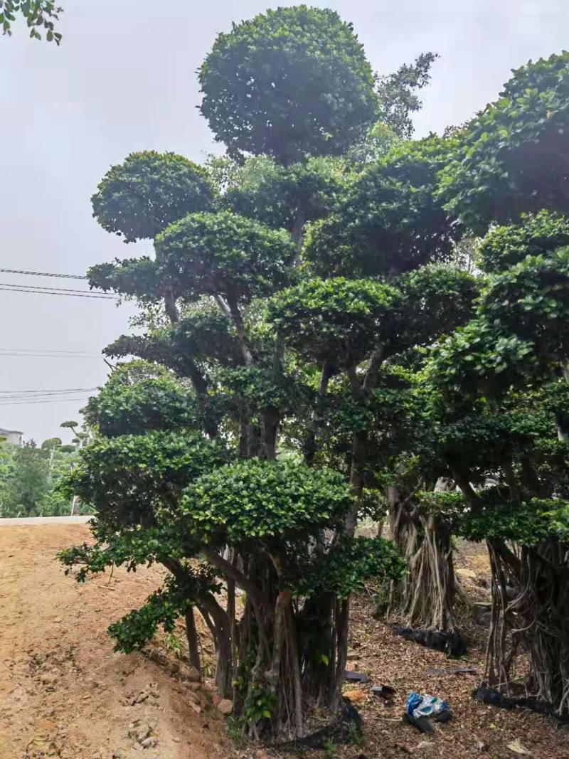 造型景观小叶榕桩头高度2.5米造型小叶榕盆景桩