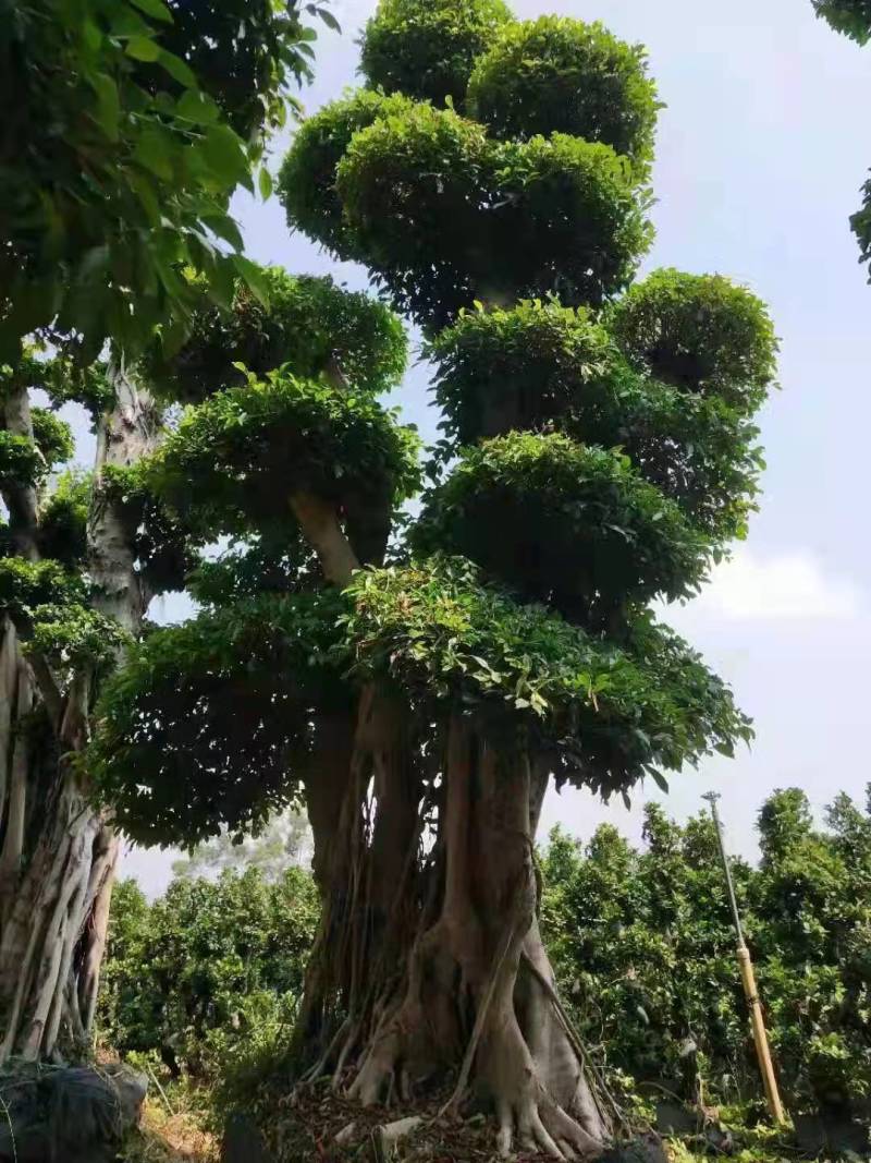 造型景观小叶榕桩头高度2.5米造型小叶榕盆景桩
