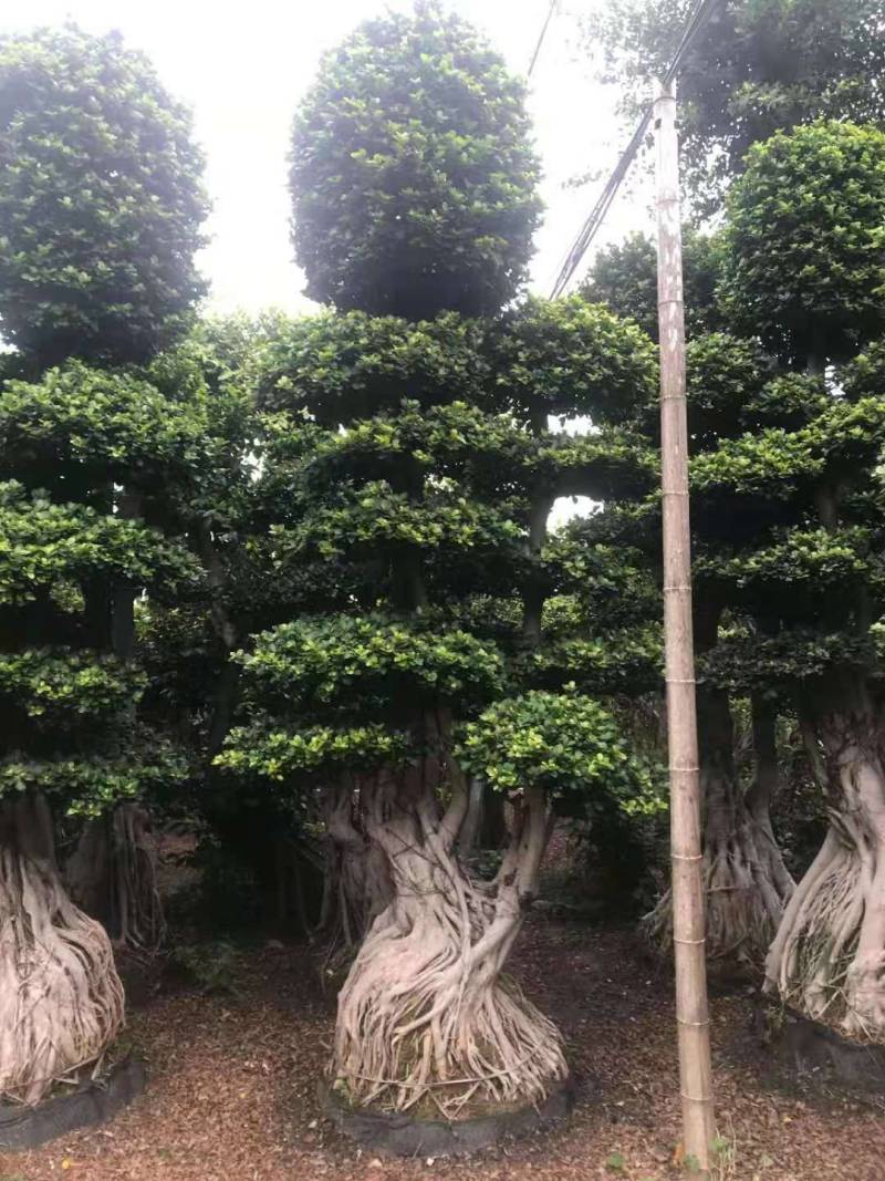 造型景观小叶榕桩头高度2.5米造型小叶榕盆景桩