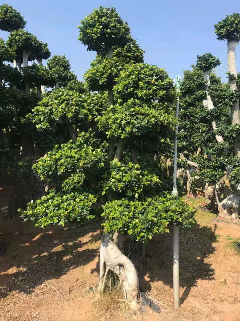 造型景观小叶榕桩头高度2.5米造型小叶榕盆景桩