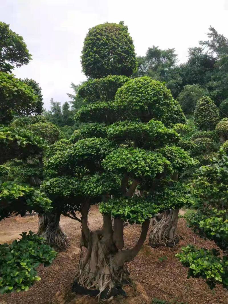 造型景观小叶榕桩头高度2.5米造型小叶榕盆景桩