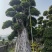 造型景观小叶榕桩头高度2.5米造型小叶榕盆景桩