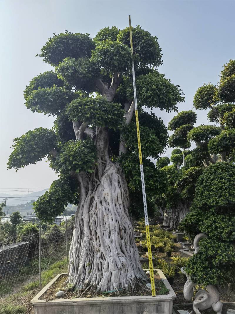 造型景观小叶榕桩头高度2.5米造型小叶榕盆景桩