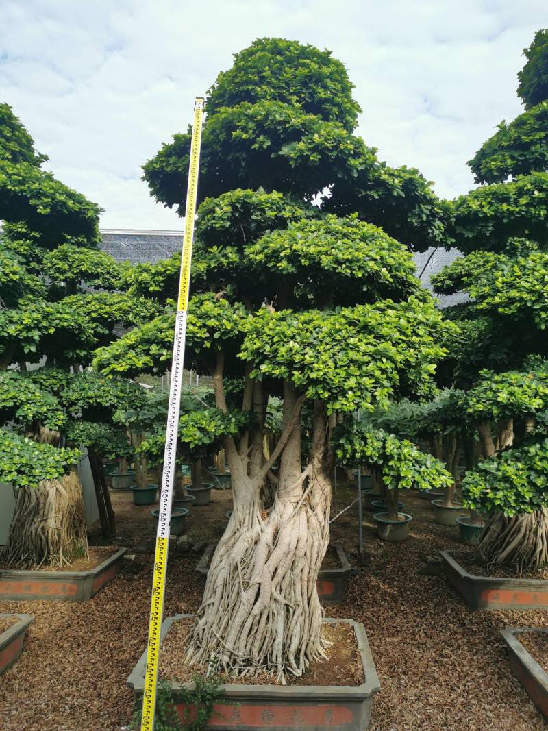 造型景观小叶榕桩头高度2.5米造型小叶榕盆景桩