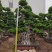 造型景观小叶榕桩头高度2.5米造型小叶榕盆景桩