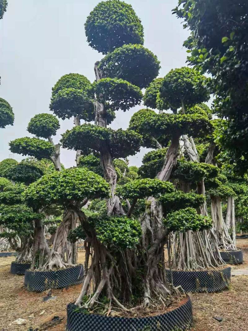 造型景观小叶榕桩头高度2.5米造型小叶榕盆景桩