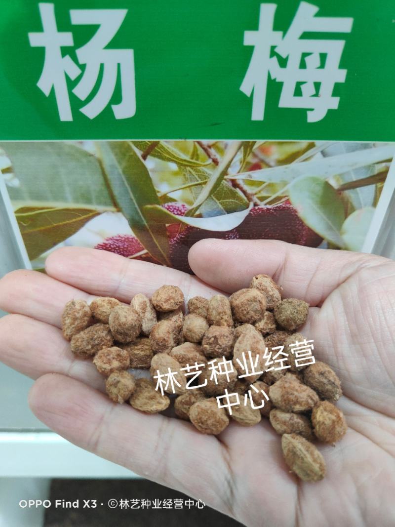 杨梅种子易种水果蔬菜种子东魁杨梅种子家庭盆栽地栽水果树种