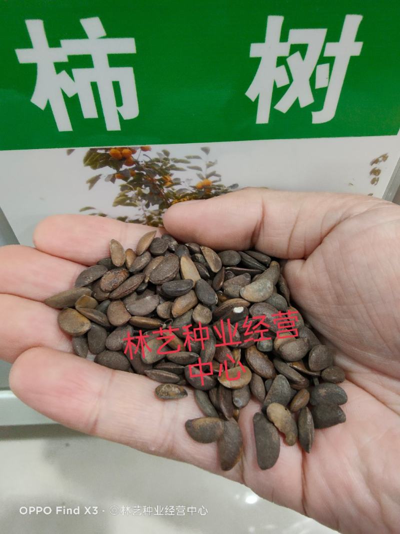 柿树种子果树柿子花好吃的柿子的果实柿子树种子