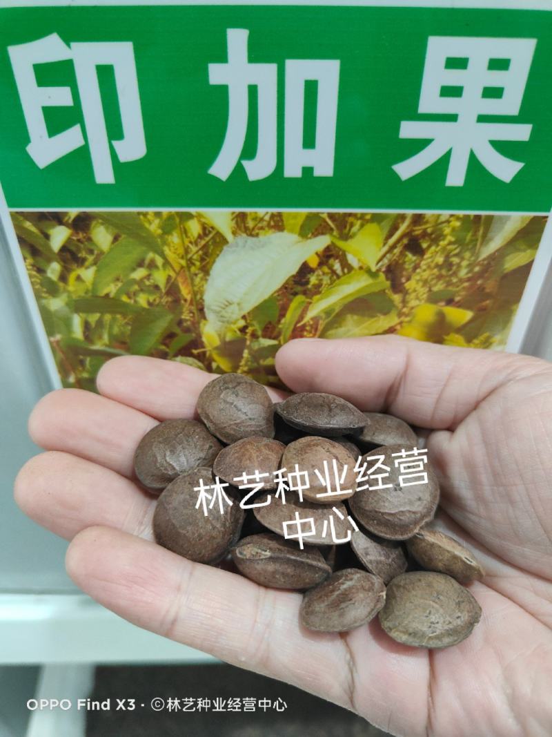 散装印加果种子南美油藤药材星油藤食用保健印奇果印加花生种