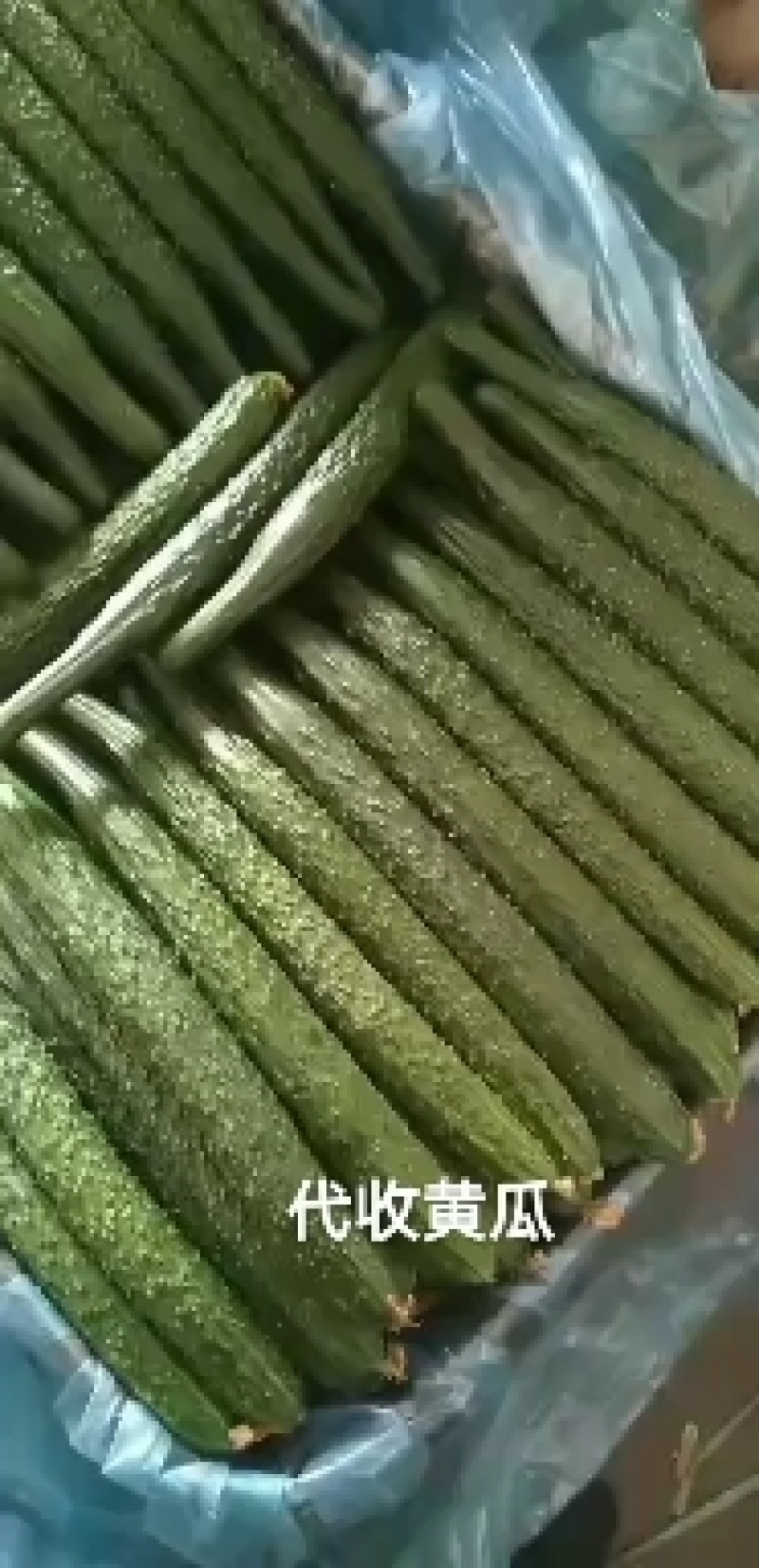顶花带刺绿心黄瓜大量上市产地直销