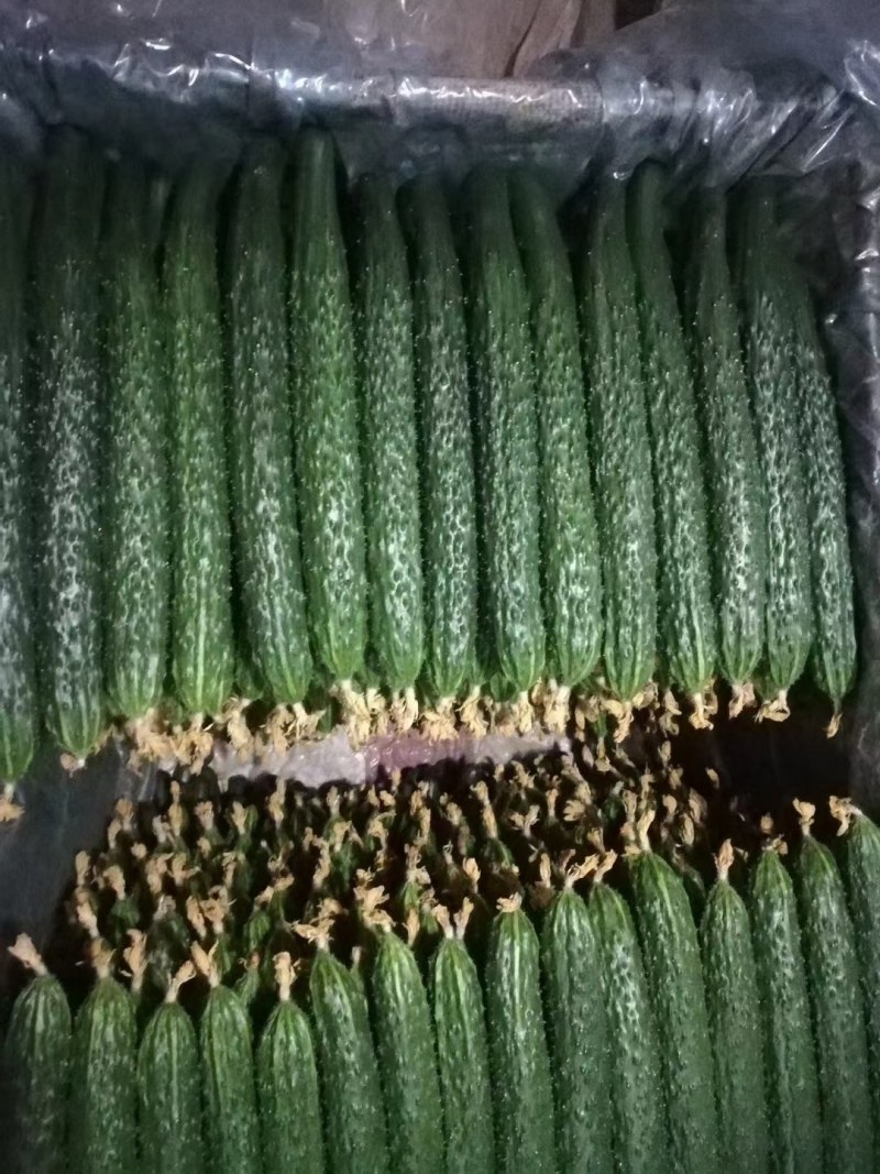 顶花带刺绿心黄瓜大量上市产地直销
