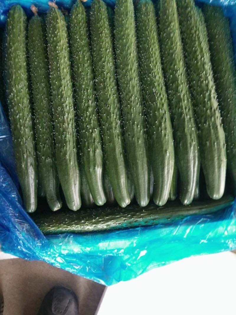 顶花带刺绿心黄瓜大量上市产地直销