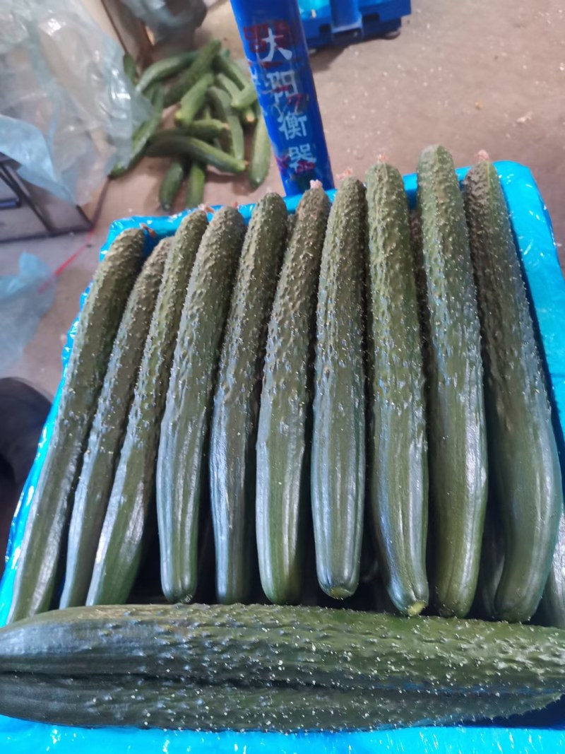 顶花带刺绿心黄瓜大量上市产地直销