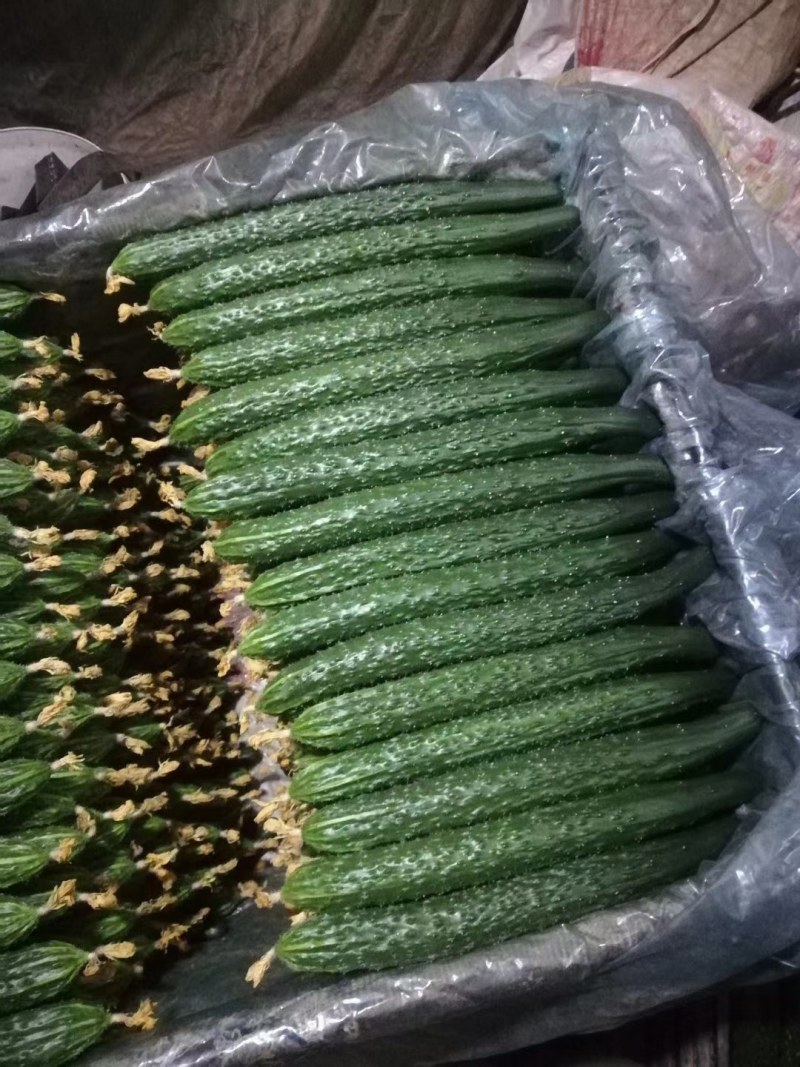 顶花带刺绿心黄瓜大量上市产地直销