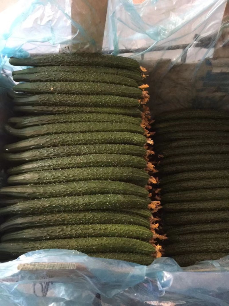 黄瓜顶花带刺大量现货产地直销